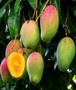Keitt Mango Tree