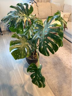 Monstera Deliciosa Thai constellation