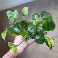 Epipremnum aureum 'Lemon Meringue'