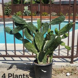 26" To 36" High Cacti Plant