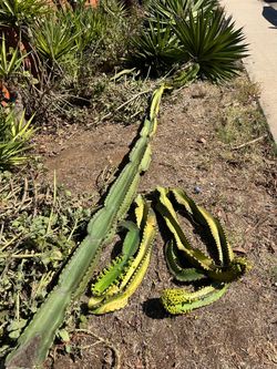 Free plants
