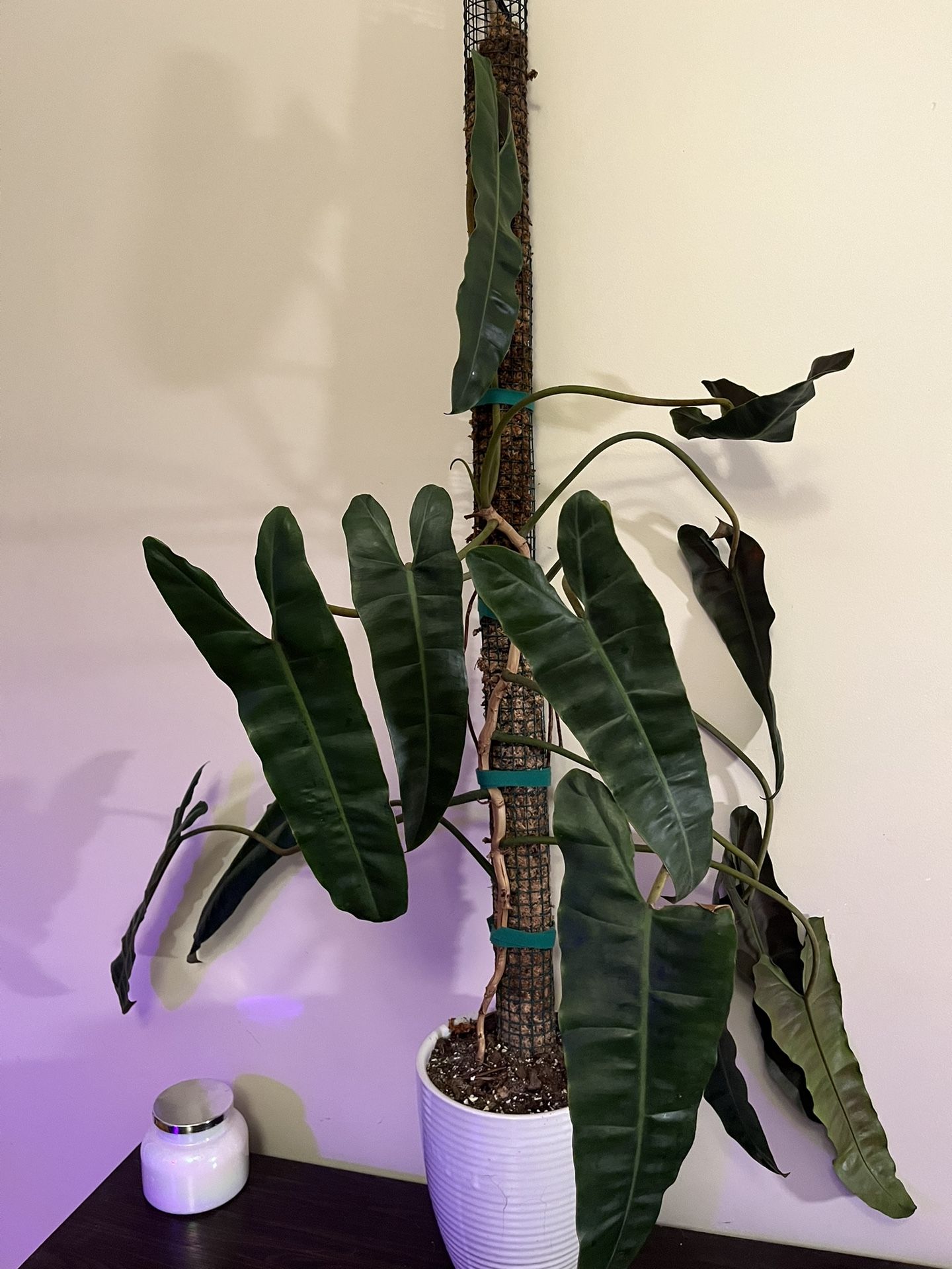 Huge philodendron billietiae (almost 4 Feet Tall)