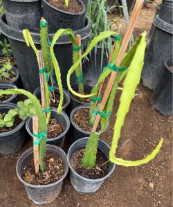 Dragon 🐉 fruit Plans In One Gallón $30 Each Price Firm