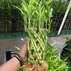 Bamboo Plants 
