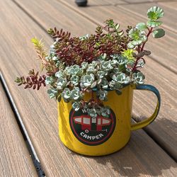 Happy Camper Coffee Cup Full Of Succulents 