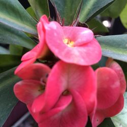 CORONA DE CRISTO PLANT  COMPLETAMENTE  ENRAIZADA  20 CADA UNA FIRME  CASH SOLAMENTE 