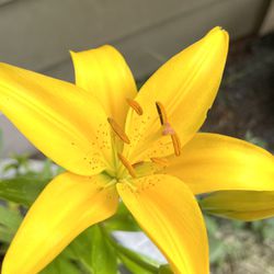 Yellow Lily Perennial Plant Will Bloom Soon.