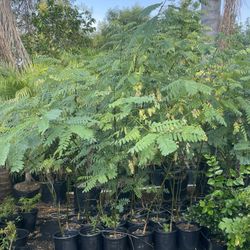 5 Gallon Size- Moringa Trees- Sapote Trees- Almond Trees- Jujube Trees- Lemon Guava Trees- Strawberry Guava Trees- Tiger Fig Trees- Passion Fruit Vine