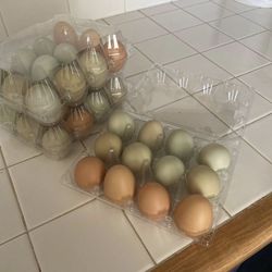 Fresh Chicken Eggs 