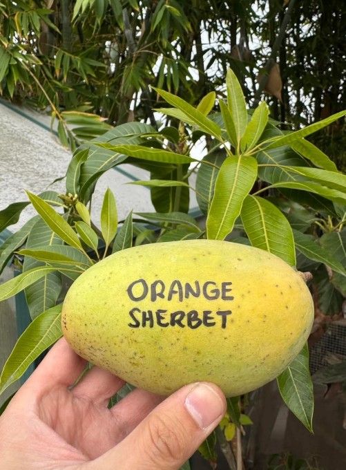 Orange Sherbert Grafted Trees In 3gal Arboles De Mango Injertados Orange Sherbet