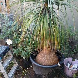 Ponytail Palm 