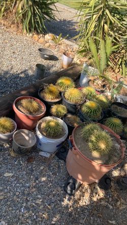 Golden barrel cactus