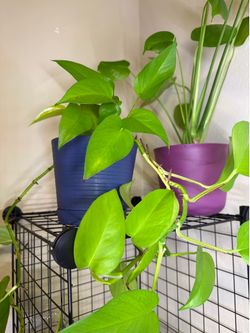 Pothos Plant