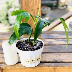 Live indoor Philodendron Panduriforme plant in a plastic nursery pot—firm price