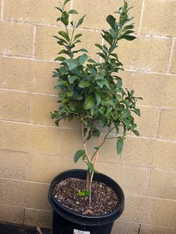 Grafted Citrus Eureka Lemon Tree