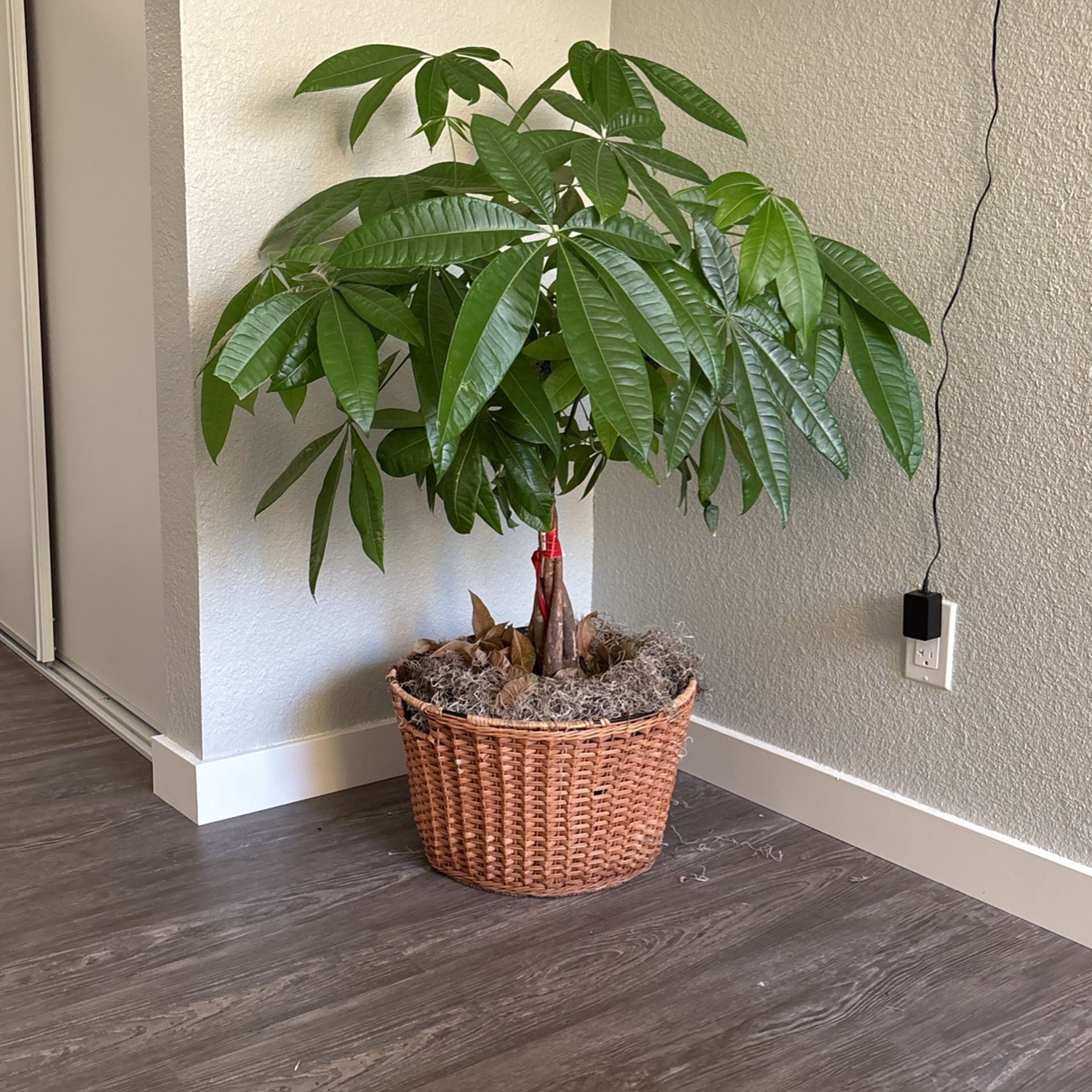Money Tree