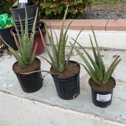 Aloe Plants