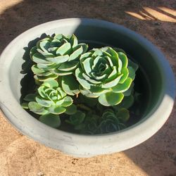 Succulents  Hen Large Pot