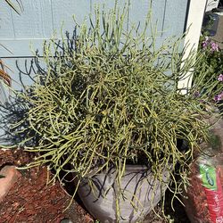 Two very large Euphoriba in pots.