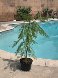 Jacaranda tree about 3 feet 4inch from dirt