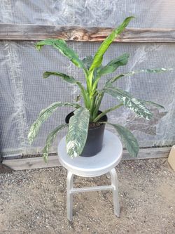 Peace Lily Plant 8.5" Nursery Pot
