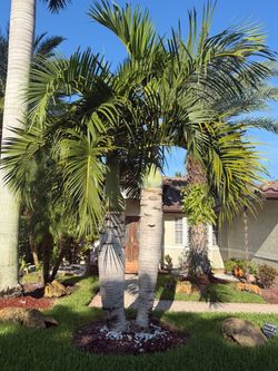 Palm trees