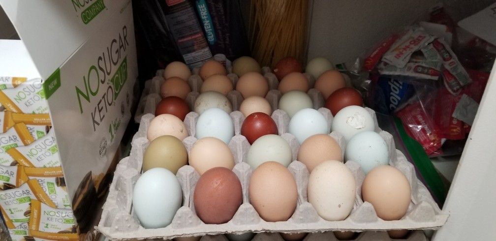 Fresh Eggs 12 X 5