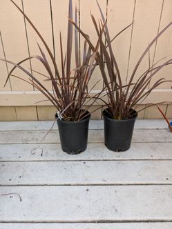New Zealand Flax