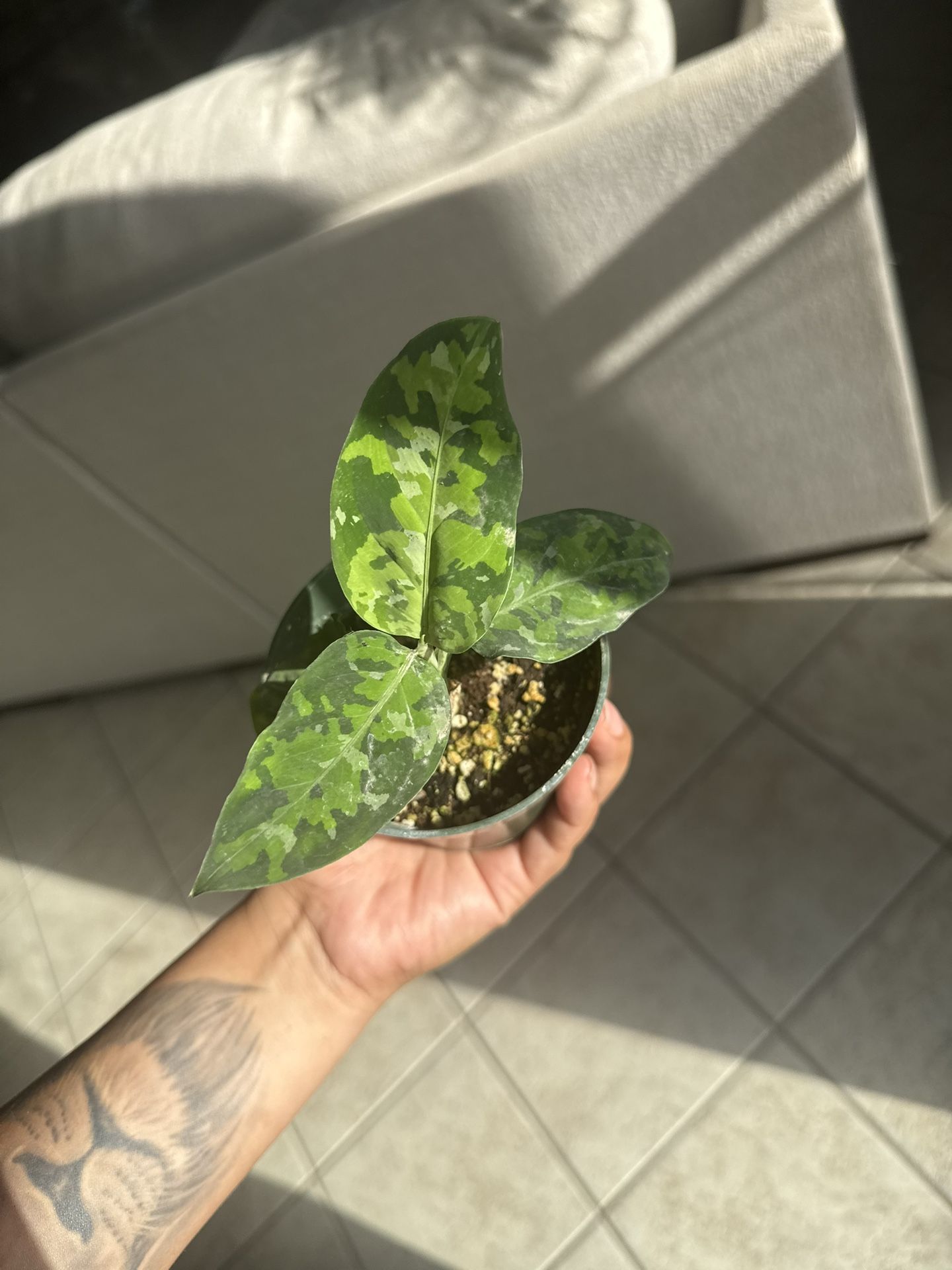 Rare Aglaonema Pictum Tricolor
