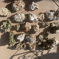 Real Live Rock