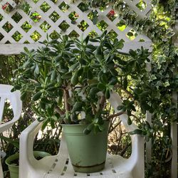 Jade Succulent Plant