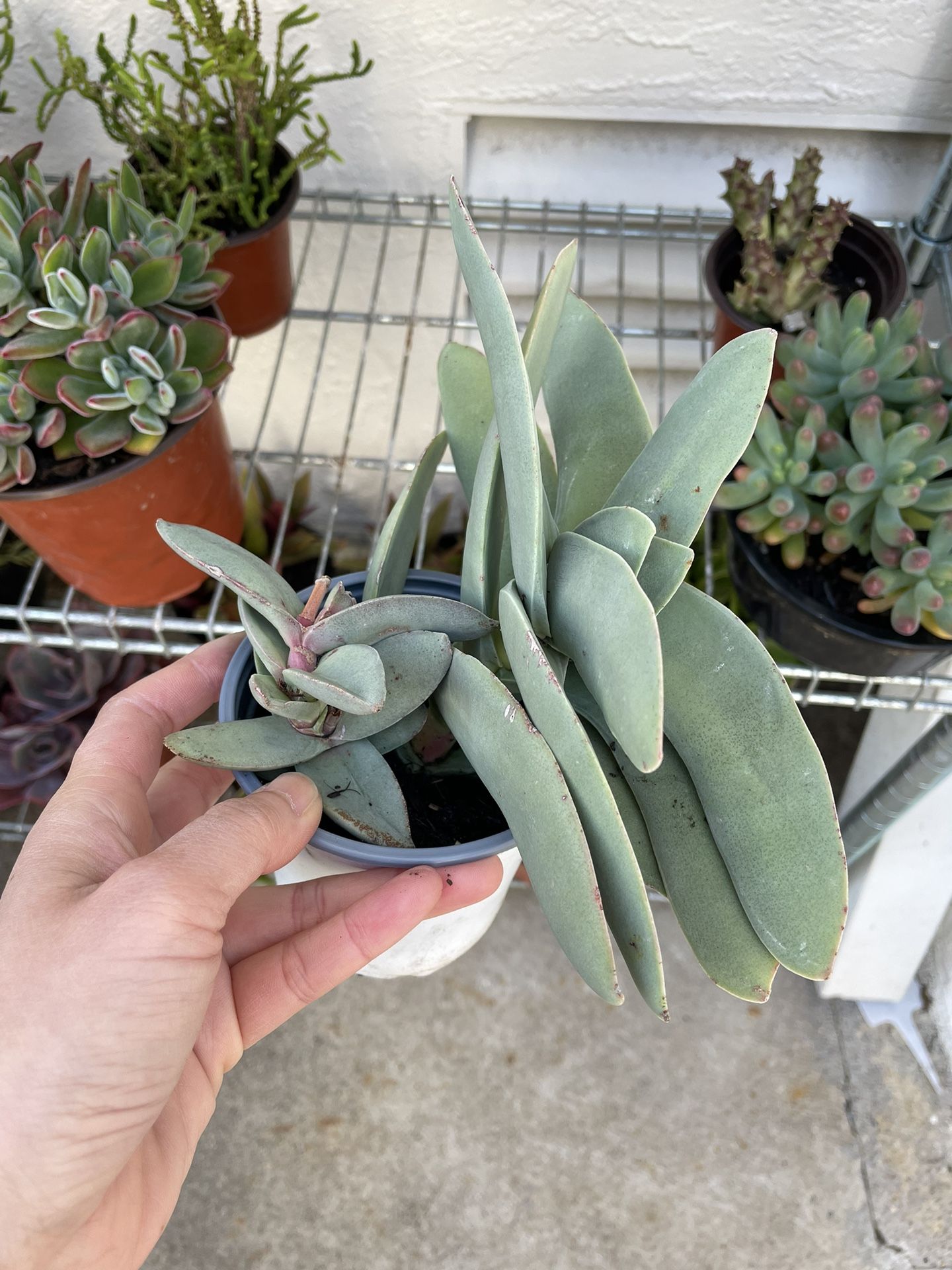 4in Pot Crassula Propeller Succulent Plant 