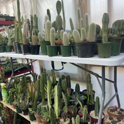 Plants and cactus, a different size and different prices