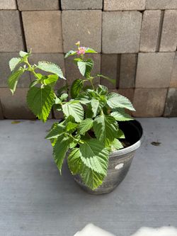 Sage Plant