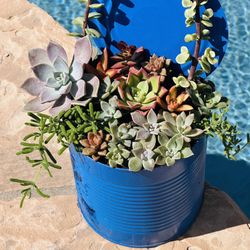 Mix Succulents In 1 Pot 