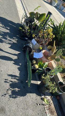 FREE Plants And Pots
