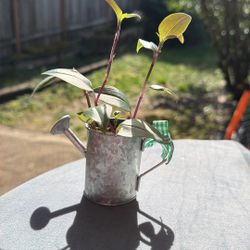 Inch Plant Starter-rooted/established 