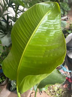 Bird of paradise