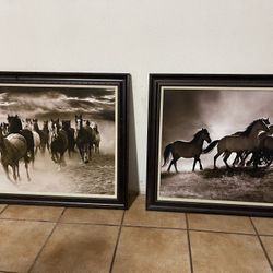 Horse Pictures