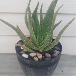 Aloe RED NEON Succulent Plant 🪴 (A) 