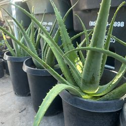 Aloe Vera Plant For Sale
