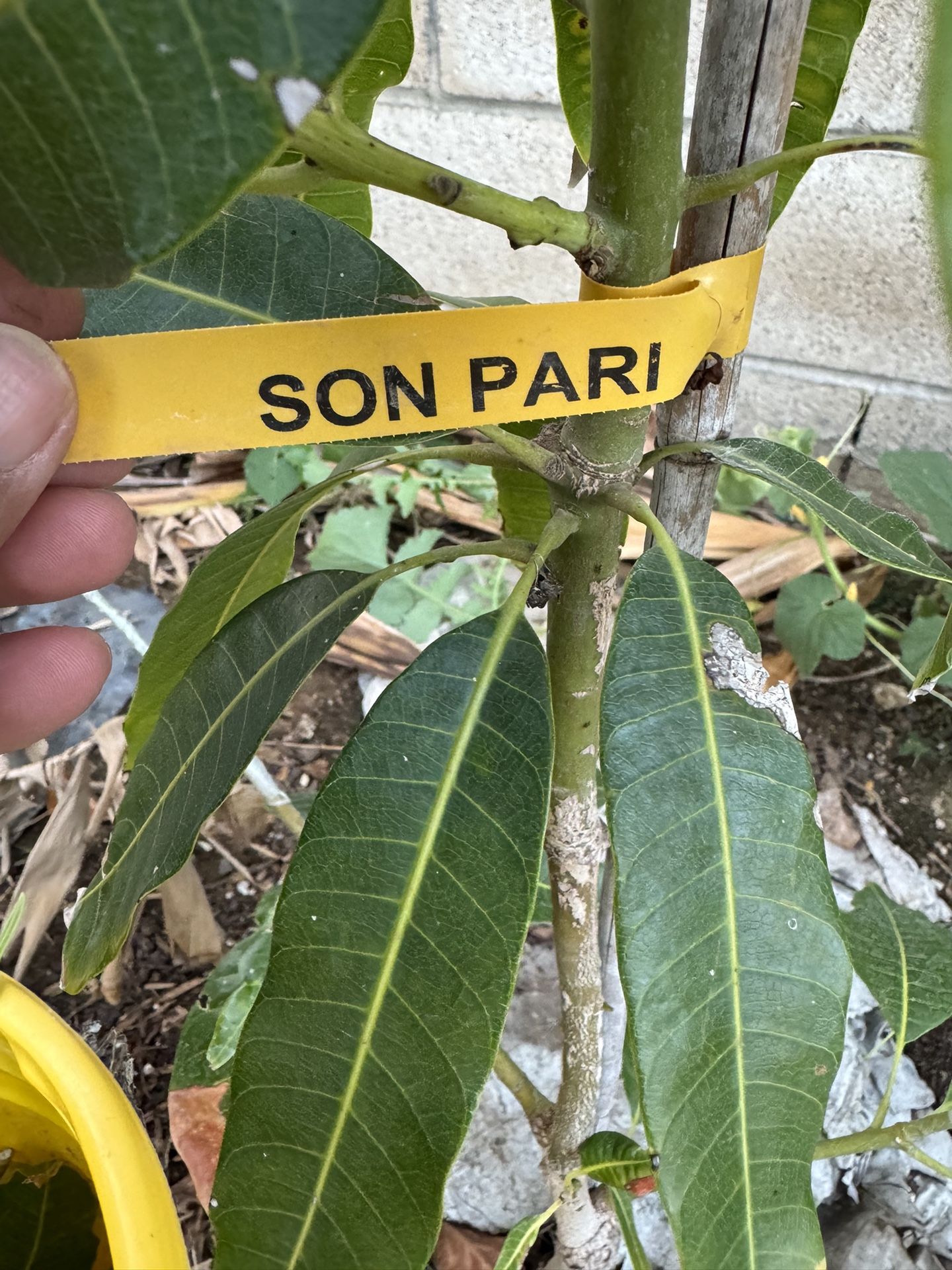 Son Pari Mango 🥠Tree Cuttings/scions Grafting