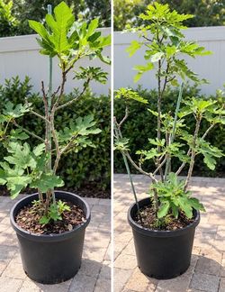 Homegrown mature Fig Fruit Trees