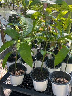 Bombay Mango Tree Seedlings in Nursery Pots