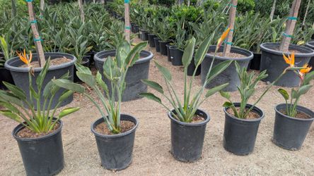 Bird of Paradise Dwarf
