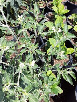 Chiles $10