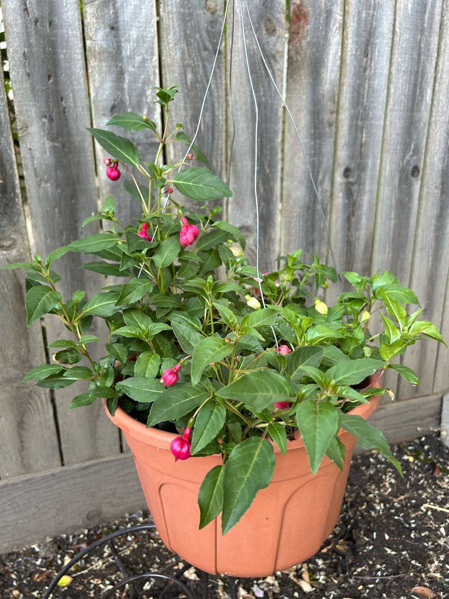 Fuchsia in a hanging baskets