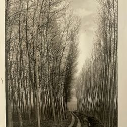 Vintage Versailles Sepia By Aaron Delsie