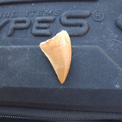 Dinosaur  Tooth