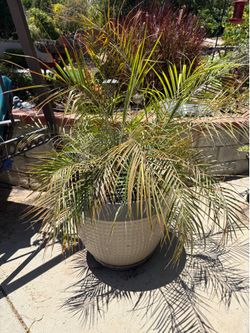 Pigmy Palm in nice Pot